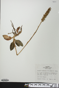 Goodyera pubescens image