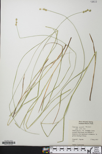 Carex normalis image