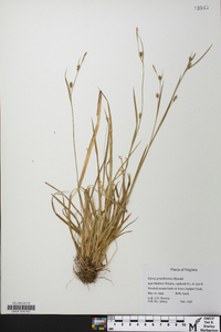 Carex gracilescens image