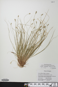 Carex emmonsii image