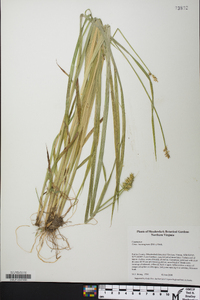 Carex laevivaginata image