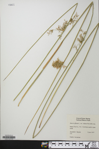 Juncus effusus var. solutus image