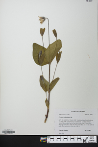 Clematis ochroleuca image