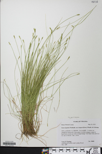 Carex leptalea var. harperi image