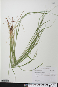 Carex swanii image