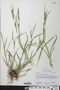 Carex glaucodea image