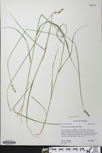 Carex festucacea image