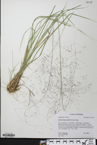 Muhlenbergia capillaris image