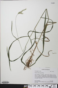 Bromus nottowayanus image