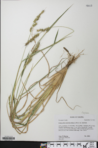 Echinochloa muricata var. muricata image