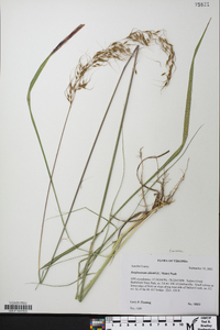 Sorghastrum elliottii image