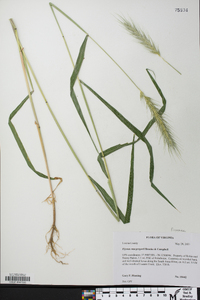 Elymus macgregorii image