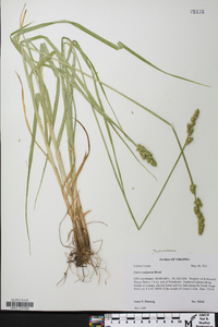 Carex conjuncta image