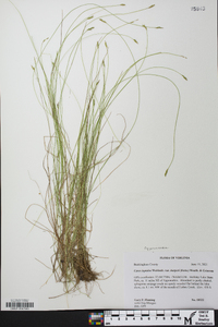 Carex leptalea var. harperi image