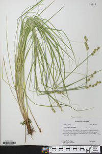 Carex longii image