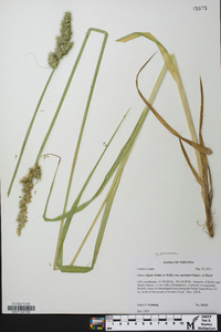 Carex stipata var. maxima image