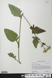 Parthenium auriculatum image