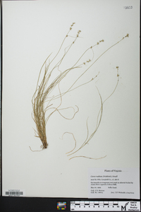 Carex radiata image