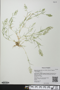 Eragrostis hypnoides image