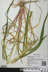 Echinochloa muricata var. muricata image