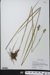 Carex alata image