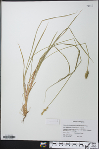 Carex laevivaginata image