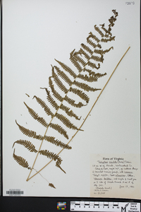 Parathelypteris simulata image