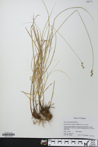 Carex normalis image