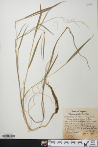 Torreyochloa pallida image