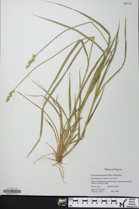 Carex laevivaginata image