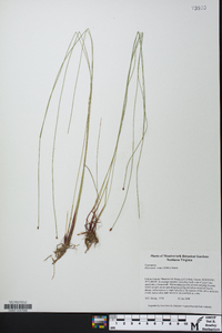 Eleocharis tenuis image