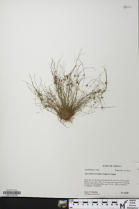 Cyperus subsquarrosus image