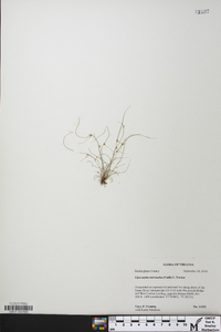 Cyperus subsquarrosus image