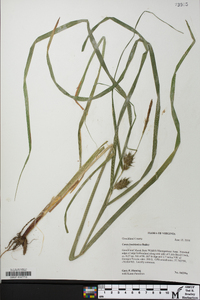 Carex louisianica image