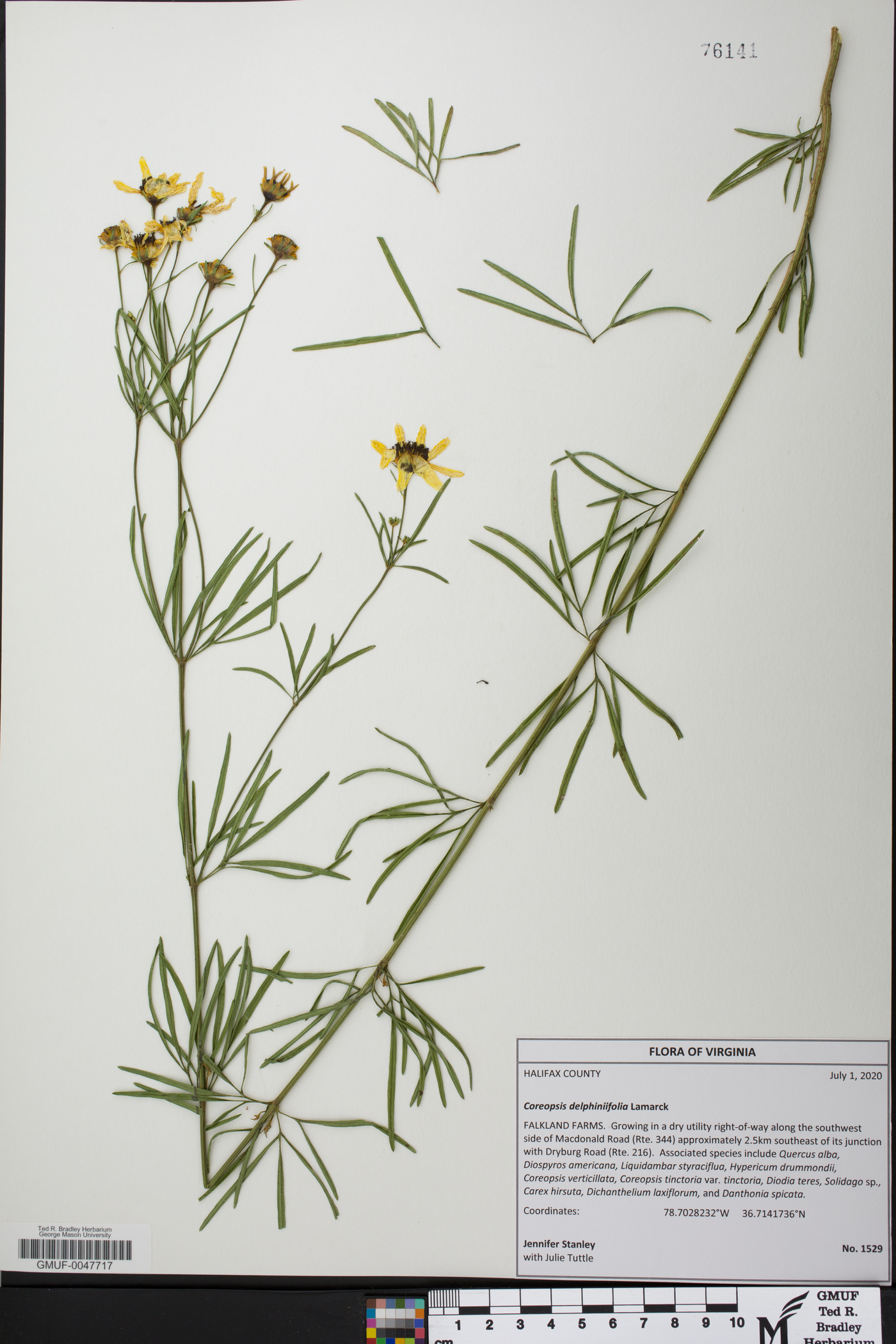 Coreopsis delphiniifolia image