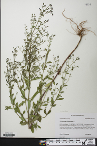 Trichostema dichotomum image