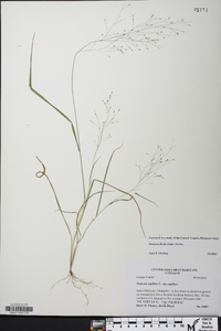 Panicum flexile image