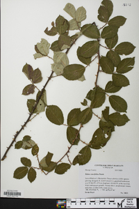 Rubus cuneifolius image