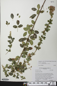 Lespedeza × nuttallii image