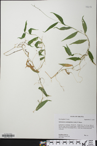 Oplismenus hirtellus subsp. undulatifolius image