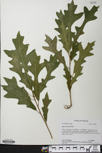 Quercus lyrata image