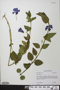 Vinca major image