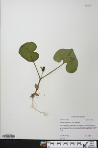 Asarum canadense var. canadense image