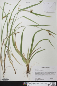 Carex flaccosperma image