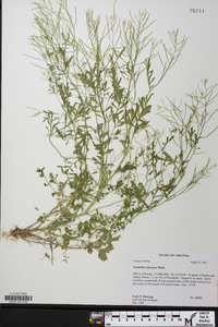 Cardamine flexuosa image