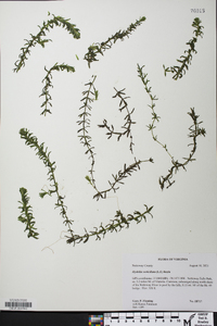 Hydrilla verticillata image