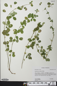 Lespedeza procumbens image