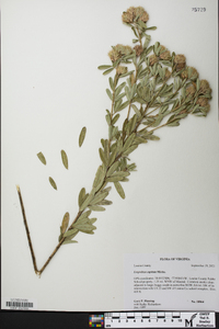 Lespedeza capitata image