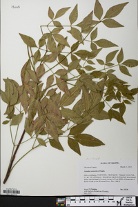 Nandina domestica image