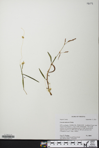 Cuscuta indecora image